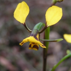 Diuris nigromontana at Molonglo Valley, ACT - suppressed