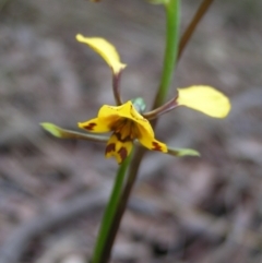 Diuris nigromontana at Molonglo Valley, ACT - suppressed