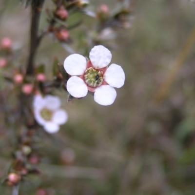 Gaudium multicaule (Teatree) at Molonglo Valley, ACT - 8 Oct 2022 by MatthewFrawley