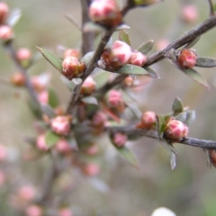 Gaudium multicaule at Molonglo Valley, ACT - 8 Oct 2022