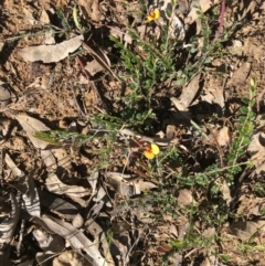 Bossiaea buxifolia (Matted Bossiaea) at Stirling Park - 8 Oct 2021 by grakymhirth@tpg.com