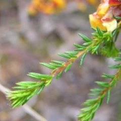 Dillwynia phylicoides at Molonglo Valley, ACT - 8 Oct 2022