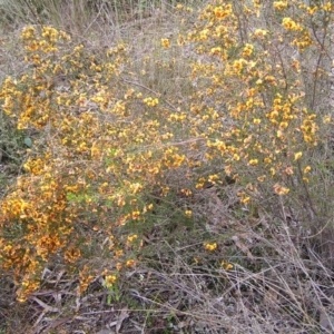 Dillwynia phylicoides at Molonglo Valley, ACT - 8 Oct 2022 11:11 AM