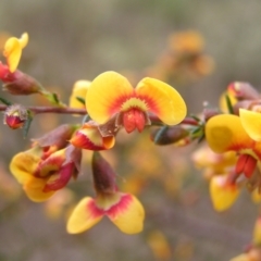 Dillwynia phylicoides at Molonglo Valley, ACT - 8 Oct 2022 11:11 AM