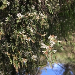 Brachyloma daphnoides at Yarralumla, ACT - 8 Oct 2021