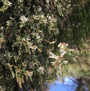 Brachyloma daphnoides at Yarralumla, ACT - 8 Oct 2021 02:53 PM