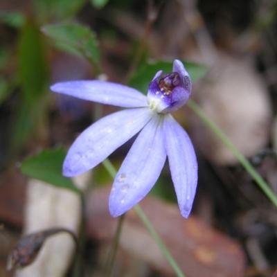 Cyanicula caerulea (Blue Fingers, Blue Fairies) at Molonglo Valley, ACT - 8 Oct 2022 by MatthewFrawley