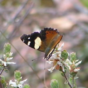 Vanessa itea at Molonglo Valley, ACT - 8 Oct 2022