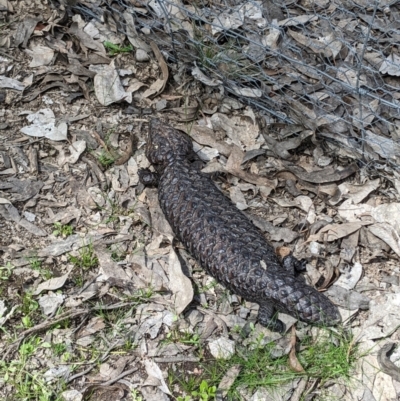 Tiliqua rugosa (Shingleback Lizard) at Forde, ACT - 3 Oct 2022 by ddxu