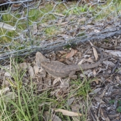 Pogona barbata (Eastern Bearded Dragon) at Forde, ACT - 3 Oct 2022 by ddxu