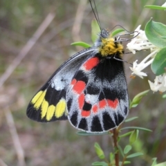 Delias harpalyce (Imperial Jezebel) at Molonglo Valley, ACT - 8 Oct 2022 by MatthewFrawley