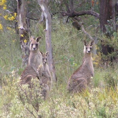 Macropus giganteus (Eastern Grey Kangaroo) at Molonglo Valley, ACT - 8 Oct 2022 by MatthewFrawley