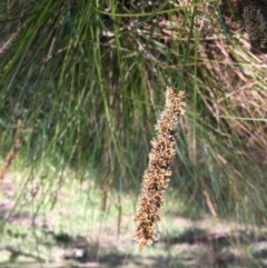 Carex appressa (Tall Sedge) at Yarralumla, ACT - 8 Oct 2021 by grakymhirth@tpg.com