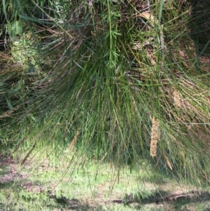 Carex appressa at Yarralumla, ACT - 8 Oct 2021 04:06 PM