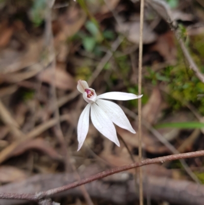 Caladenia fuscata (Dusky Fingers) at Molonglo Valley, ACT - 8 Oct 2022 by MatthewFrawley