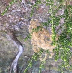 Cassinia sifton at Yarralumla, ACT - 5 Jun 2021