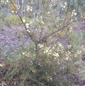 Acacia genistifolia at Molonglo Valley, ACT - 8 Oct 2022