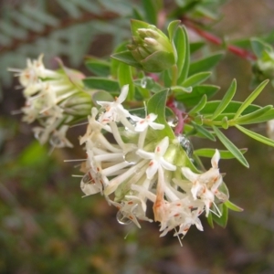 Pimelea linifolia subsp. linifolia at Molonglo Valley, ACT - 8 Oct 2022 11:46 AM