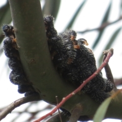 Perga sp. (genus) (Sawfly or Spitfire) at West Belconnen Pond - 7 Oct 2022 by Christine