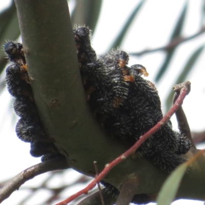 Perga sp. (genus) (Sawfly or Spitfire) at Dunlop, ACT - 7 Oct 2022 by Christine