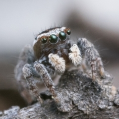Maratus proszynskii (Peacock spider) at Stromlo, ACT - 7 Oct 2022 by patrickcox