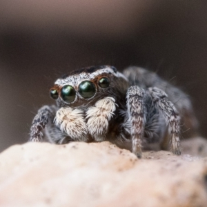 Maratus proszynskii at Stromlo, ACT - 8 Oct 2022