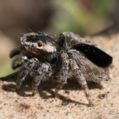 Maratus proszynskii at Stromlo, ACT - 8 Oct 2022