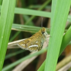 Taractrocera papyria (White-banded Grass-dart) at Dunlop, ACT - 7 Oct 2022 by Christine