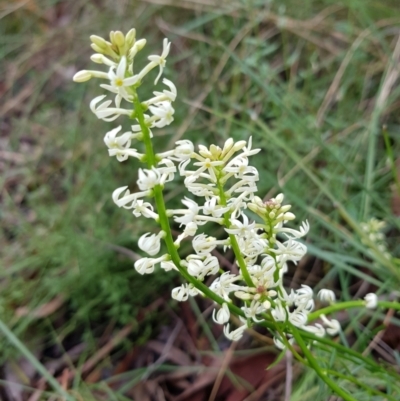 Stackhousia monogyna (Creamy Candles) at Molonglo Valley, ACT - 8 Oct 2022 by MatthewFrawley