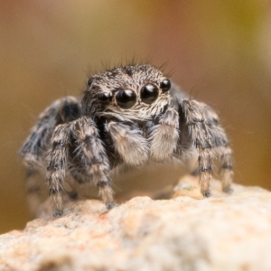 Maratus vespertilio at Molonglo Valley, ACT - 8 Oct 2022