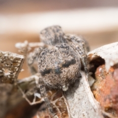 Maratus vespertilio at Molonglo Valley, ACT - 8 Oct 2022