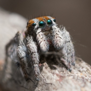 Maratus calcitrans at Molonglo Valley, ACT - 8 Oct 2022