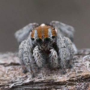 Maratus calcitrans at Molonglo Valley, ACT - 8 Oct 2022