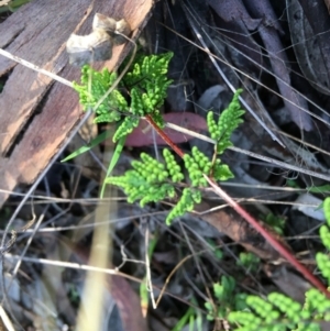 Cheilanthes sp. at Yarralumla, ACT - 5 Jun 2021 03:31 PM