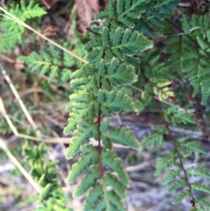 Cheilanthes sp. at Yarralumla, ACT - 5 Jun 2021 03:31 PM