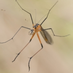 Harpobittacus australis (Hangingfly) at Molonglo Valley, ACT - 8 Oct 2022 by patrickcox