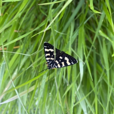 Phalaenoides tristifica (Willow-herb Day-moth) at Throsby, ACT - 6 Oct 2022 by simonstratford