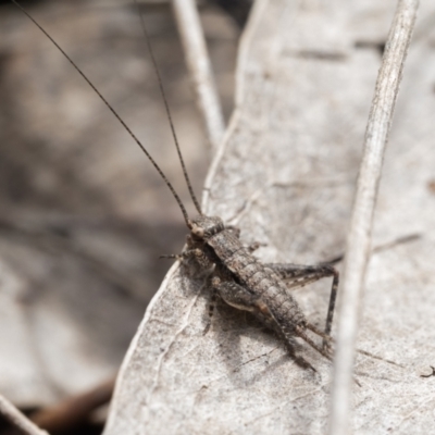 Grylloidea (superfamily) (Unidentified cricket) at Stromlo, ACT - 8 Oct 2022 by patrickcox