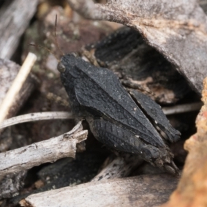 Paratettix australis at Molonglo Valley, ACT - 8 Oct 2022