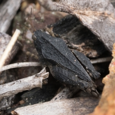 Paratettix australis (A pygmy grasshopper) at Denman Prospect 2 Estate Deferred Area (Block 12) - 7 Oct 2022 by patrickcox