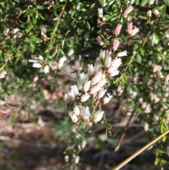 Cryptandra amara at Yarralumla, ACT - 8 Oct 2021