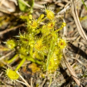 Drosera gunniana at Giralang, ACT - 2 Oct 2022 09:19 AM