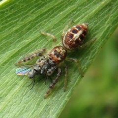 Opisthoncus sexmaculatus (Six-marked jumping spider) at Dunlop, ACT - 7 Oct 2022 by Christine