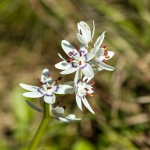 Wurmbea dioica subsp. dioica at Giralang, ACT - 2 Oct 2022