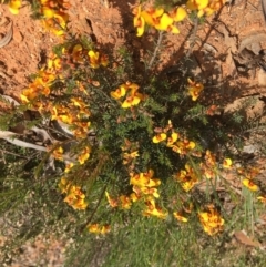 Dillwynia sericea (Egg And Bacon Peas) at Yarralumla, ACT - 8 Oct 2021 by grakymhirth@tpg.com