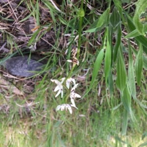 Wurmbea dioica subsp. dioica at Yarralumla, ACT - 11 Oct 2021