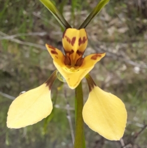 Diuris nigromontana at Molonglo Valley, ACT - 8 Oct 2022