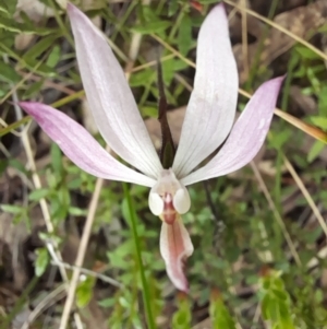 Caladenia fuscata at Molonglo Valley, ACT - 8 Oct 2022