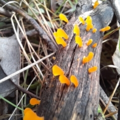 Dacryopinax spathularia (Dacryopinax spathularia) at Molonglo Valley, ACT - 8 Oct 2022 by Jimmyjamjimbles