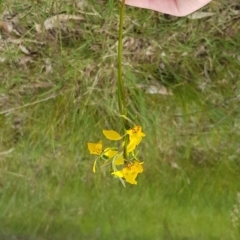 Diuris nigromontana (Black Mountain Leopard Orchid) at Molonglo Valley, ACT - 8 Oct 2022 by JaneCarter